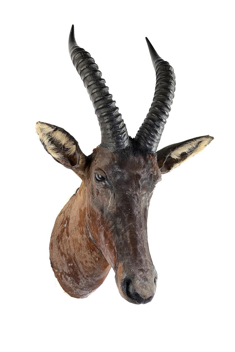 Taxidermy: A Topi by Rowland Wardearly 20th century73cm high by 51cm deep