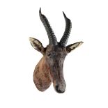 Taxidermy: A Topi by Rowland Wardearly 20th century73cm high by 51cm deep