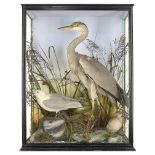 Taxidermy: A Heron an Gull in glass caselate 19th century87cm high by 68cm wide