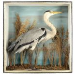 Taxidermy: A cased Heron by Footearly 20th century75cm high by 72cm wide by 22cm deep