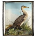 Taxidermy: A cased Cormorantearly 20th century69cm high by 63cm wide by 27cm deep