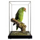 Taxidermy: An Amazon Parrot mounted in an all glass casemid 20th century41cm high