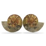 Fossils: A Cleoniceras ammonite in cut and polished halves 27cm
