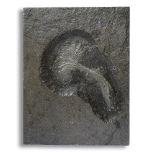 Fossils: A Crinoid (Sea Lily) plaque Holzmaden, Germany, Jurassic 46cm.