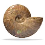 Fossils: An opalised Cleoniceras sp. ammonite Madagascar, Cretaceous 17cm