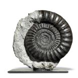 Fossils: An Arietites ammonite on iron stand Lyme Regis,Dorset, Lower Jurassic period the specimen