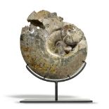 Fossils: Cleoniceras ammonite with small aspidoceras/desmoceras ammonites on iron stand