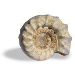 Fossils: A large Perisphinctus ammonite Morocco, Upper Jurassic 45cm