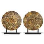 Fossils: A pair of ammonite discs made of of Cleoniceras ammonites with wooden stands Madagascar,