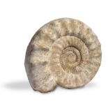 Fossils: A large Perisphinctus ammonite Morocco, Upper Jurassic 53cm