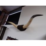 Large cow horns