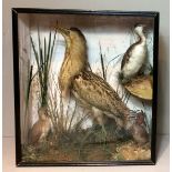 AN EARLY 20TH CENTURY TAXIDERMY CASE OF MIXED BIRDS INCLUDING A BITTERN