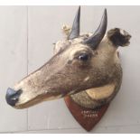 AN EARLY 20TH CENTURY TAXIDERMY NILGAI HEAD