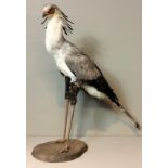 AN EARLY 20TH CENTURY TAXIDERMY SECRETARY BIRD