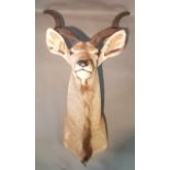 AN EARLY 20TH CENTURY TAXIDERMY GREATER KUDU SHOULDER MOUNT