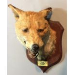 PETER SPICER & SONS, AN EARLY 20TH CENTURY TAXIDERMY FOX HEAD