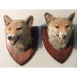 AN EARLY 20TH CENTURY TAXIDERMY PAIR OF FOX HEADS