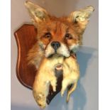 A MID 20TH CENTURY TAXIDERMY FOX HEAD Mounted on an oak shield with stoat as pray. (h 31cm x w 22.