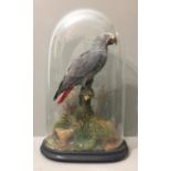 A LATE 19TH CENTURY TAXIDERMY GREY PARROT