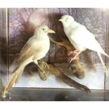 A LATE 20TH CENTURY TAXIDERMY OF ALBINO & LEUCITIC MAGPIES