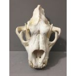 A LATE 20TH CENTURY LION SKULL