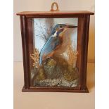 A LATE 19TH CENTURY TAXIDERMY KINGFISHER