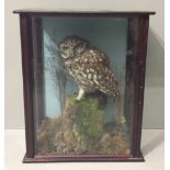 A LATE 19TH CENTURY TAXIDERMY LITTLE OWL