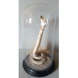 A LATE 19TH CENTURY TAXIDERMY COBRA