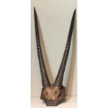 AN EARLY 20TH CENTURY ORYX FRONTAL PART SKULL & HORNS