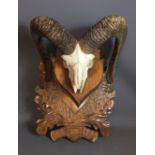 AN EARLY 20TH CENTURY MOUFLON SKULL Mounted on a carved oak shield