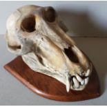 AN EARLY 18TH/LATE 19TH CENTURY BABOON SKULL