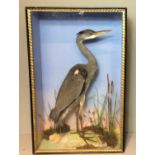 HENRY SHAW, AN EARLY 20TH CENTURY TAXIDERMY HERON