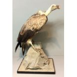 AN EARLY 20TH CENTURY TAXIDERMY GRIFFON VULTURE