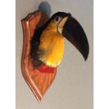 A LATE 19TH CENTURY TAXIDERMY CHANNEL-BILLED TOUCAN HEAD