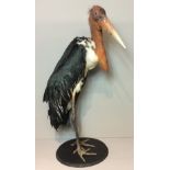 A LATE 20TH CENTURY TAXIDERMY MARABOU STORK