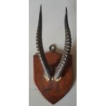 JAMES GARDENER, A LATE 19TH/EARLY 20TH CENTURY DORCAS GAZELLE FRONTAL PART AND HORNS