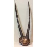 AN EARLY 20TH CENTURY ORYX FRONTAL PART SKULL & HORNS