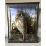 F. JEFFRIES, A LATE 19TH CENTURY TAXIDERMY TAWNY OWL