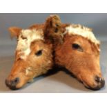 AN EARLY 20TH CENTURY TAXIDERMY TWO HEADED CALF