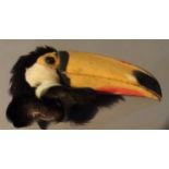 A LATE 19TH CENTURY TAXIDERMY GIANT TOUCAN HEAD