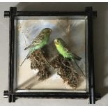 A LATE 19TH CENTURY TAXIDERMY PAIR OF BUDGERIGARS