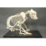 A 20TH CENTURY BULLDOG SKELETON.