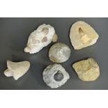 A COLLECTION OF SIX FOSSILS. (largest measures l 13.5cm)