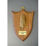 PETER SPICER & SONS, AN EARLY 20TH CENTURY TAXIDERMY FOX PAW Mounted on an oak shield, plaque