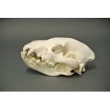 A 20TH CENTURY HYENA SKULL. (h 14cm x w 27cm x d 17cm)