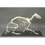 A 20TH CENTURY FOX SKELETON. (h 35cm x w 69cm x d 20cm)