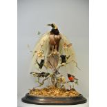 A LATE 19TH CENTURY TAXIDERMY GREATER BIRD-OF-PARADISE Mounted under a glass dome with a group of