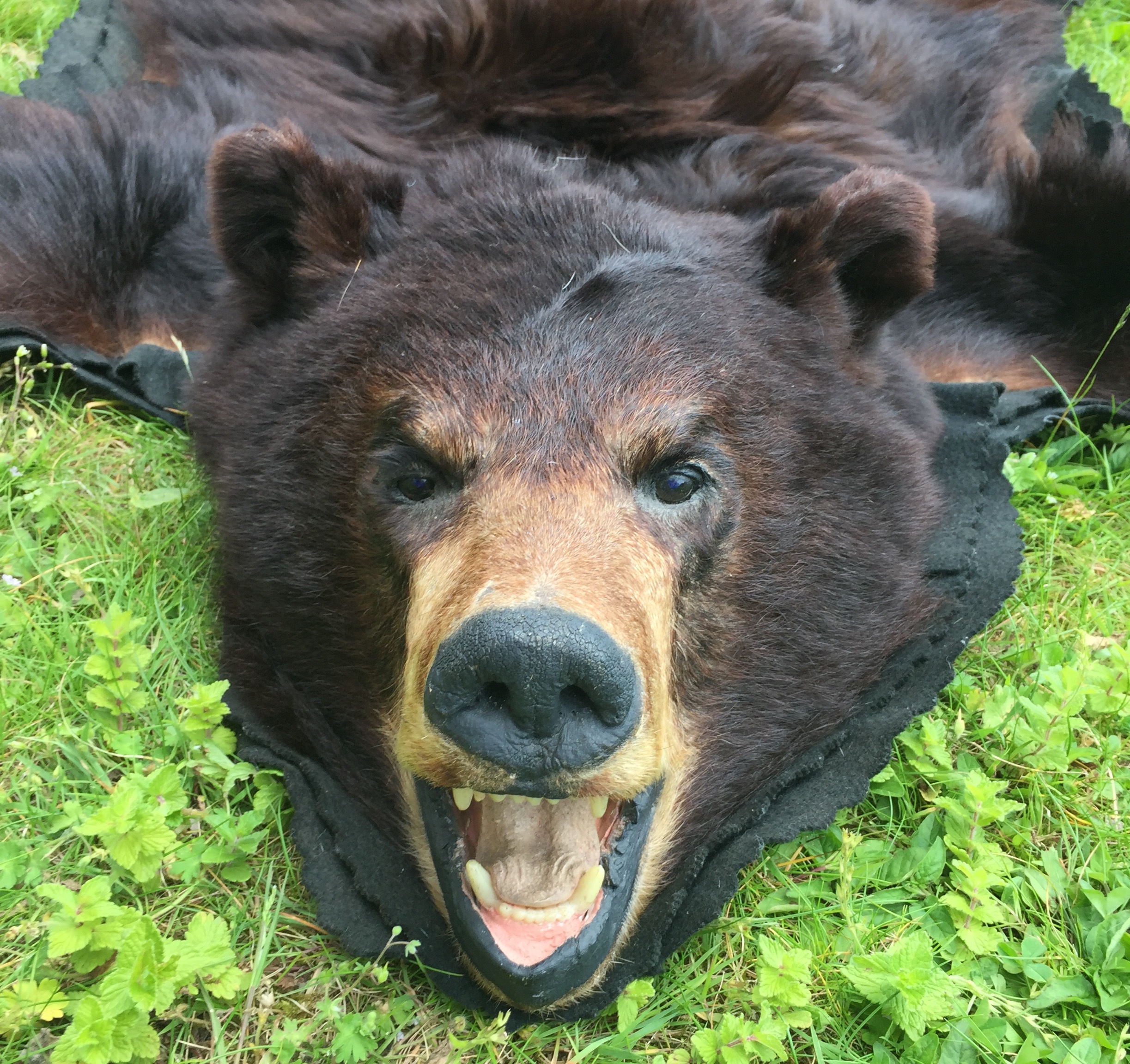 A LATE 20TH CENTURY TAXIDERMY BLACK BEAR SKIN RUG WITH MOUNTED HEAD. (l
