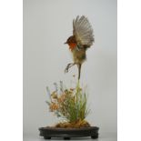 M.J. BALL, A LATE 20TH CENTURY TAXIDERMY ROBIN Mounted under a glass dome with a naturalistic