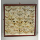 A LATE 19TH/EARLY 20TH CENTURY COLLECTION OF MOTHS Mounted in a framed display case with brass